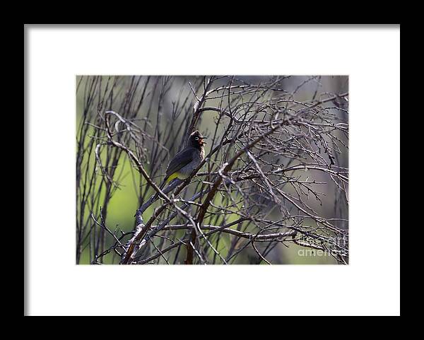 Cape Bulbul Framed Print featuring the photograph Morning Song by Eva Lechner