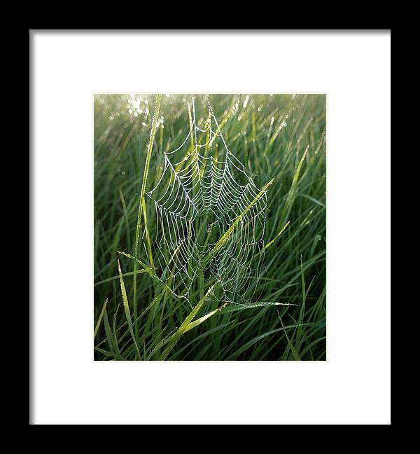 Spider Framed Print featuring the photograph Morning Spider Web by Karen Rispin