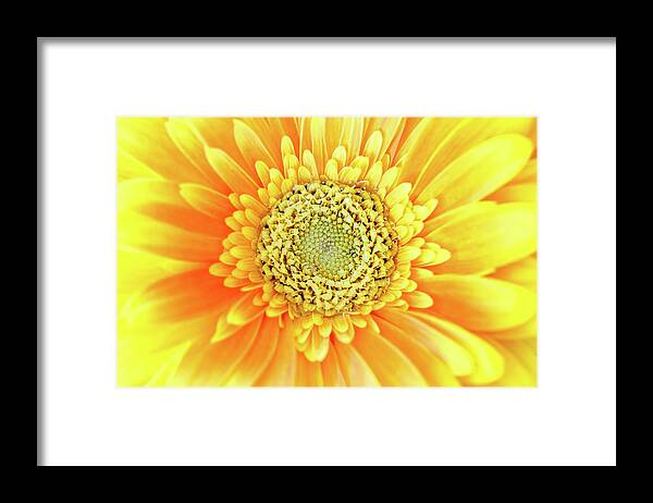 Colorful Sunflower Framed Print featuring the photograph Morning Star by Az Jackson