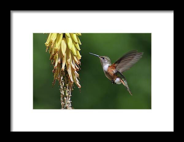 Humming Bird Framed Print featuring the photograph Morning Stop by Montez Kerr