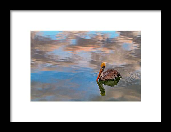 Pelican Framed Print featuring the photograph Morning Swim by Brad Barton