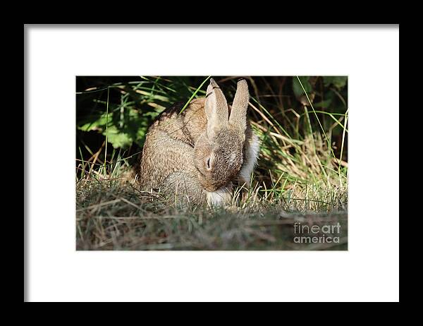 Wild Framed Print featuring the photograph Morning Toilette by Eva Lechner