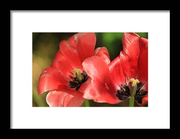 Framed Print featuring the photograph Morning by Windshield Photography