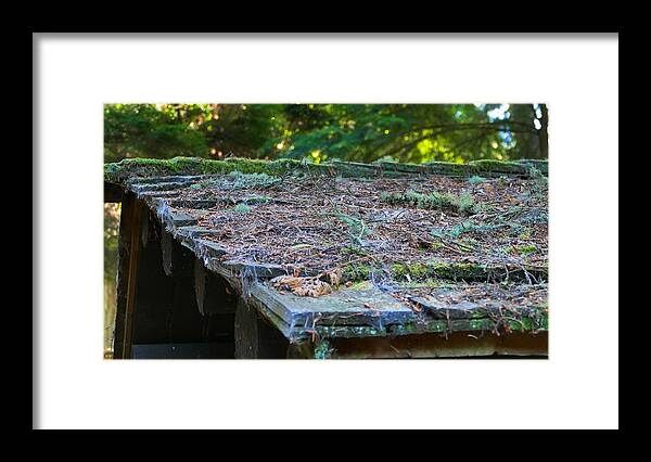 Fstop101 Forest Moss Pine Needs Abstract Nature Green Brown Framed Print featuring the photograph Moss and Pine Needles by Geno