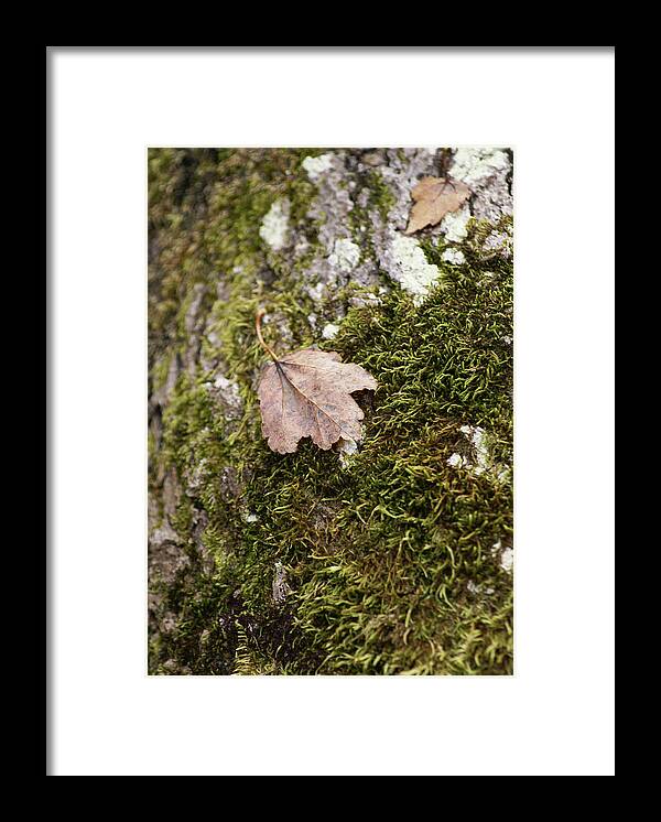  Framed Print featuring the photograph Moss Leaf by Heather E Harman