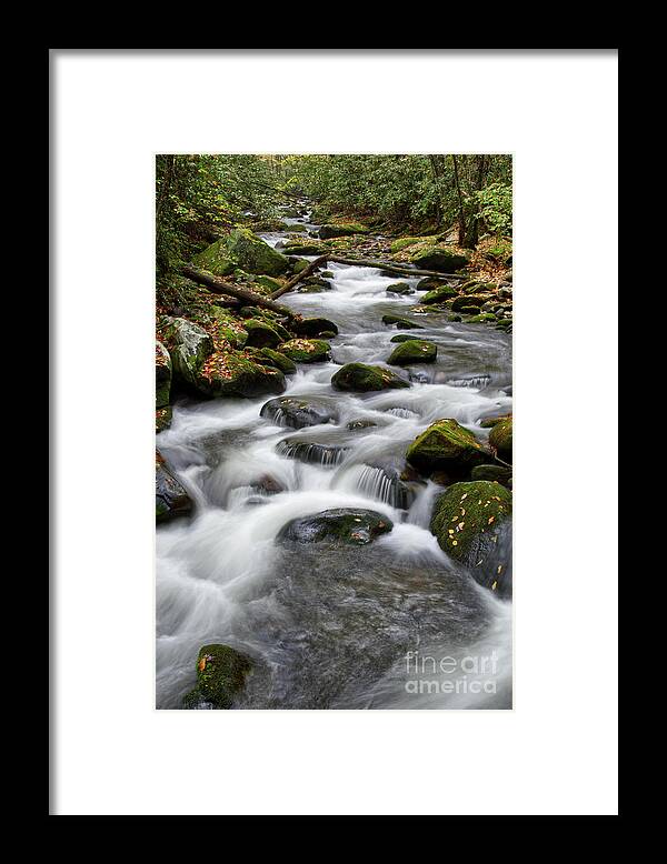Middle Prong Trail Framed Print featuring the photograph Moss On Middle Prong 6 by Phil Perkins