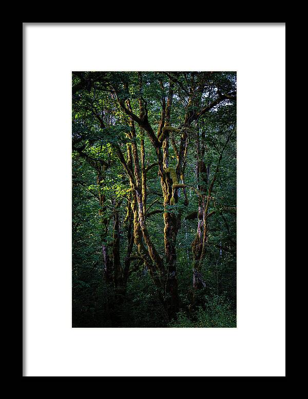 Cascades Framed Print featuring the photograph Mossy Trees in Morning Light by Norman Reid