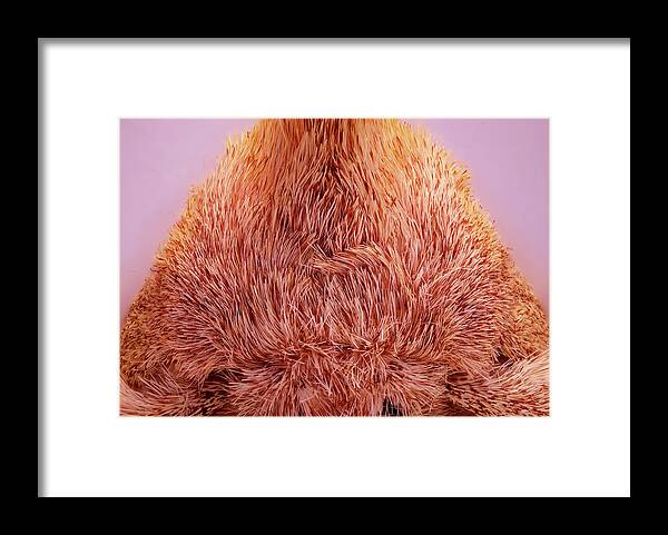 Moth Framed Print featuring the photograph Live Moth Head On by Daniel Reed