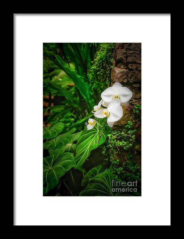 Orchid Framed Print featuring the photograph Moth Orchid by Shelia Hunt