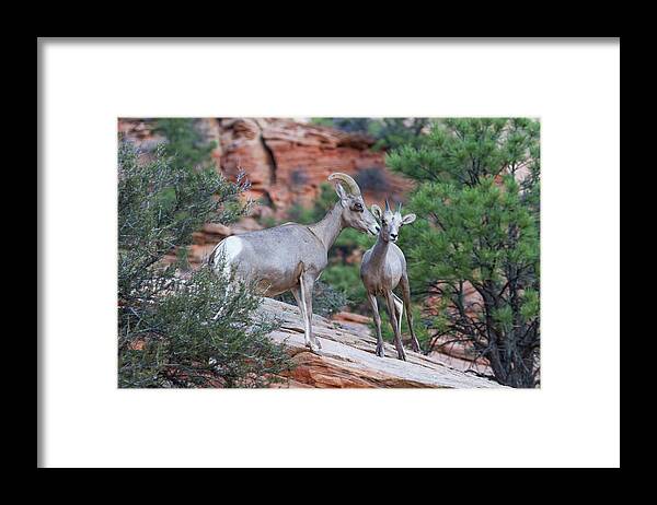 Zion Framed Print featuring the photograph Mother and Lamb by James Marvin Phelps