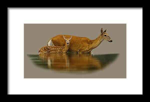 Whitetail Framed Print featuring the photograph Mother's Courage 2 by Jeff Phillippi