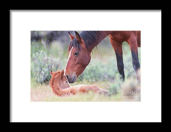 Cute Foal Framed Print featuring the photograph Mother's Love 2 by Shannon Hastings