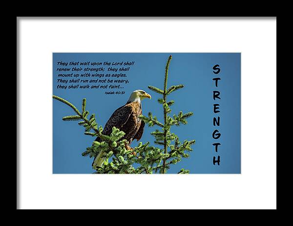 American Bald Eagle Framed Print featuring the photograph Mount Up With Wings by Marcy Wielfaert