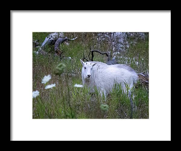  Framed Print featuring the photograph Mountain Goat Kid by Laura Terriere