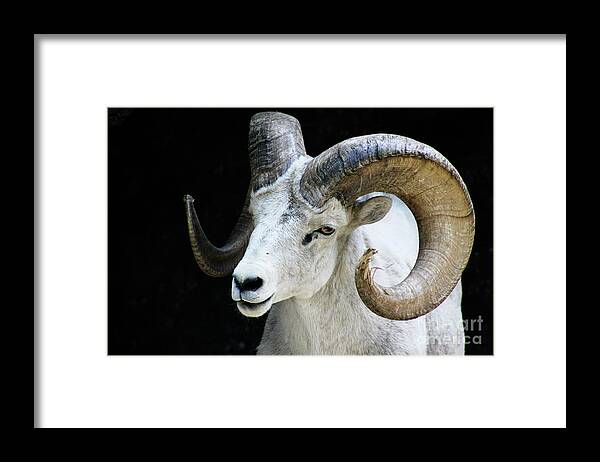 Banff Framed Print featuring the photograph Mountain Goat by Wilko van de Kamp Fine Photo Art