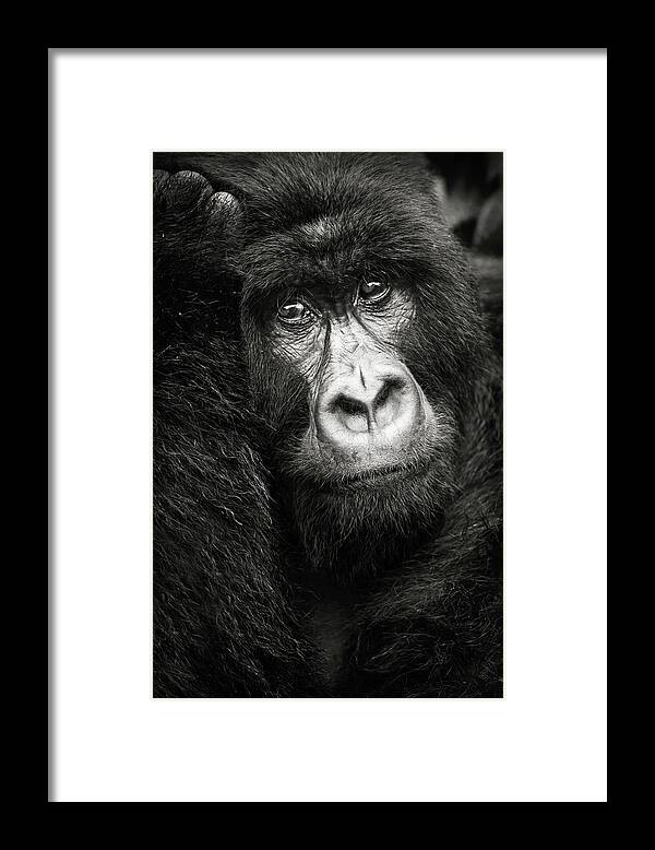Mountain Gorilla Framed Print featuring the photograph Portrait d'un gorille de montagne Bageni by Sebastien Meys