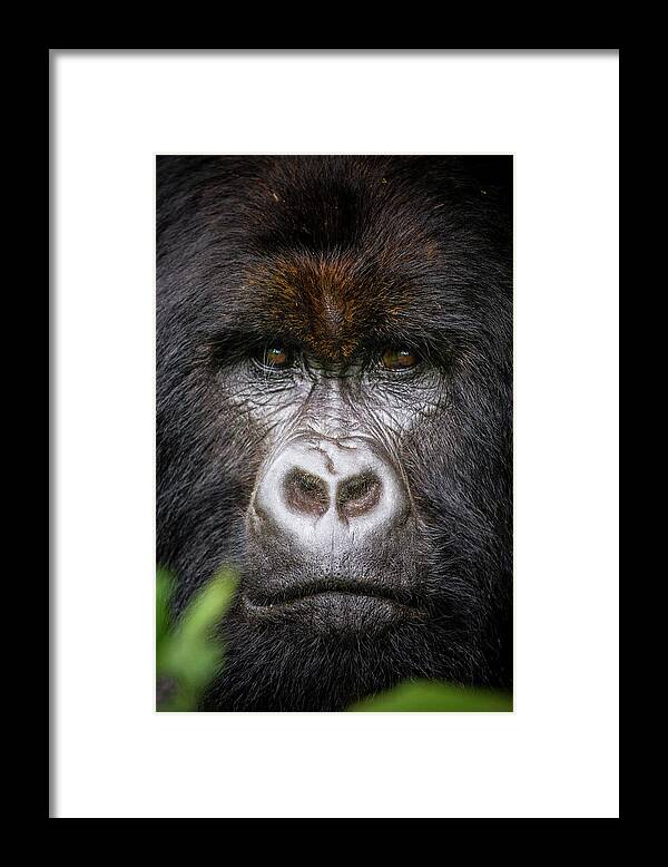 Mountain Gorilla Framed Print featuring the photograph Mountain Gorilla Portrait by Kate Malone