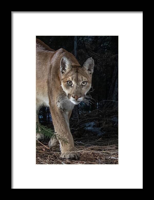 Mountain Lion Framed Print featuring the photograph Mountain Lion Closeup by Randy Robbins