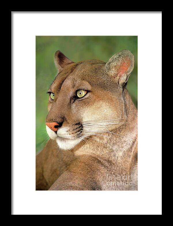 Mountain Lion Framed Print featuring the photograph Mountain Lion Portrait Wildlife Rescue by Dave Welling