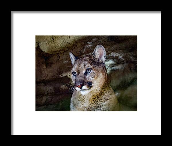 Mountain Lion Framed Print featuring the photograph Mountain Lion by Shirley Dutchkowski