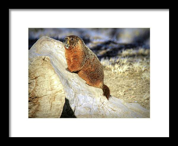 Groundhog Framed Print featuring the photograph Mountains To Climb by Donna Kennedy