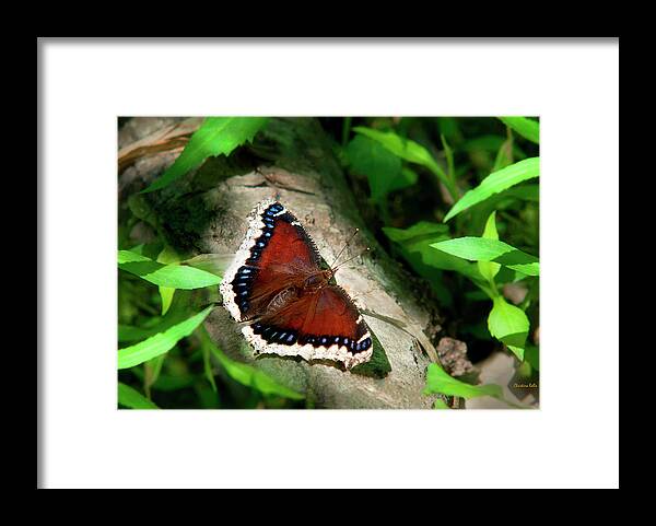 Butterfly Framed Print featuring the photograph Mourning Cloak Butterfly by Christina Rollo