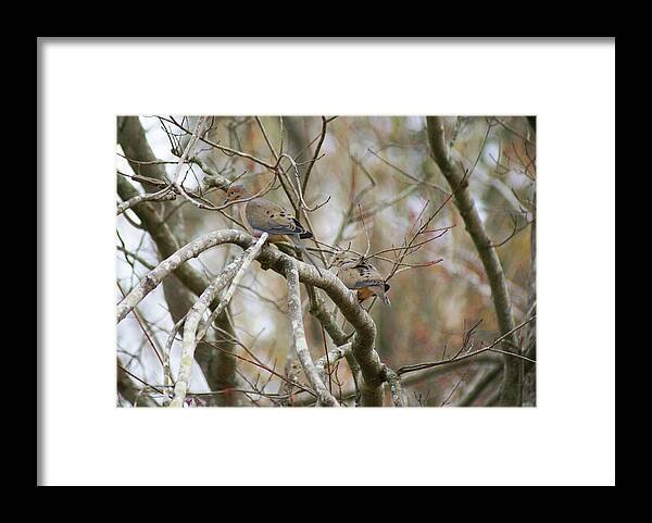  Framed Print featuring the photograph Mourning Doves by Heather E Harman