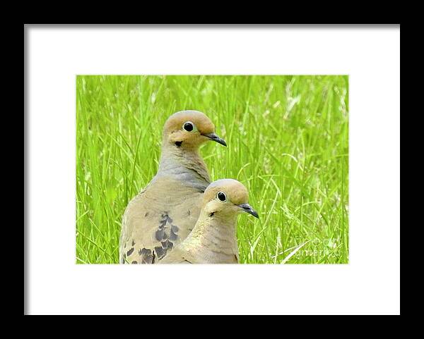 Mourning Doves. Cariboo Birds. Framed Print featuring the photograph Mourning Doves by Nicola Finch