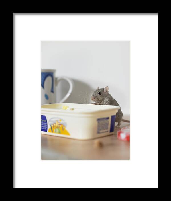 One Animal Framed Print featuring the photograph Mouse on table peering into margarine container by Michael Blann