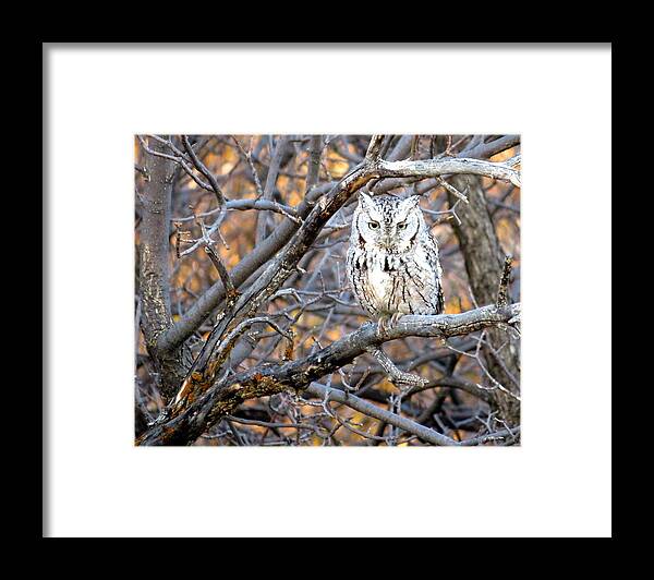 Owl Framed Print featuring the photograph Mouser Extraordinaire by Katie Keenan