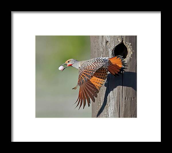 Woodpecker Framed Print featuring the photograph Moving Day by CR Courson