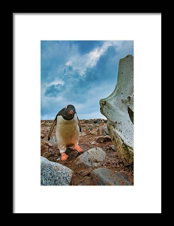 Gentoo Penguin Framed Print featuring the photograph Mr. Attitude by Harry Donenfeld