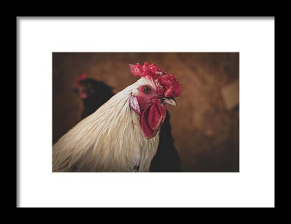  Framed Print featuring the photograph Mr. King by Nicole Engstrom