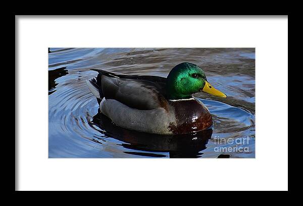 Duck Framed Print featuring the photograph Mr. Mallard by Jimmy Chuck Smith