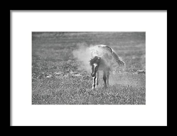 Horse Framed Print featuring the photograph Mr T Shaking Off the Dust by Fon Denton