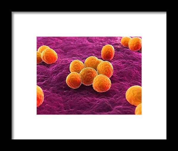 Antibiotic Resistant Framed Print featuring the drawing MRSA bacteria, artwork by Science Photo Library - SCIEPRO