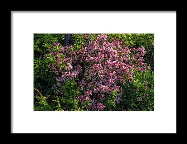 Mountain Laurel Framed Print featuring the photograph Mt. Laurel Musique by Angelo Marcialis