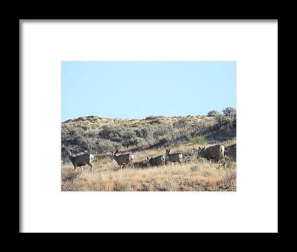 Mule Deer Framed Print featuring the photograph Mule Deer Herd by Amanda R Wright