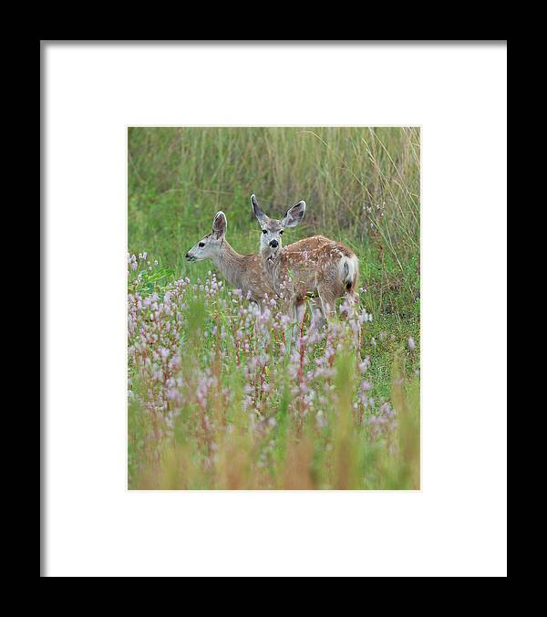 Mule Framed Print featuring the photograph Mule Deer Twins by Gary Langley
