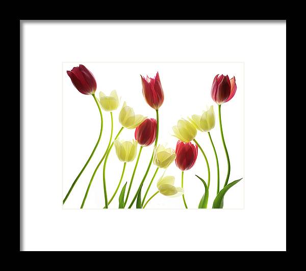 Flowers Framed Print featuring the photograph Multi Colored Tulips by Rebecca Cozart