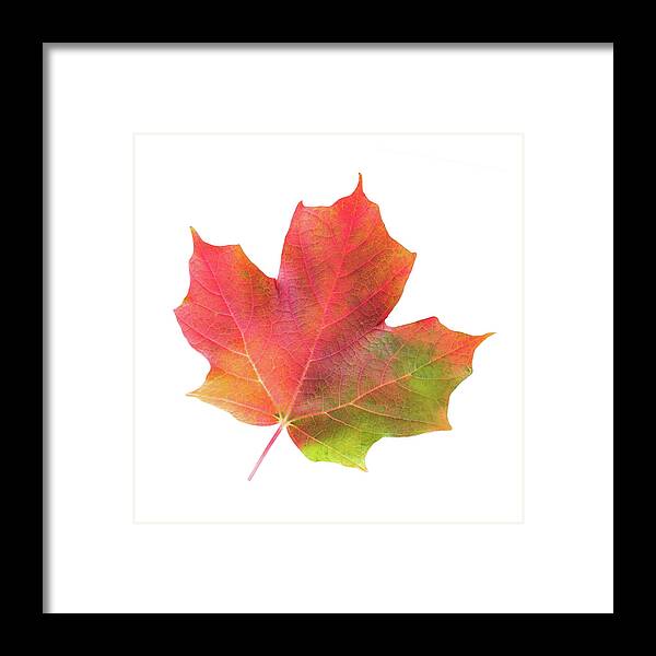 Maple Leaf Framed Print featuring the photograph Multicolored Maple Leaf by Jim Hughes