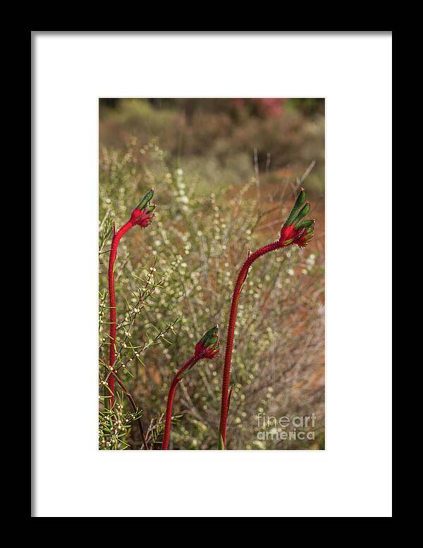 Kangaroo Paw Framed Print featuring the photograph Mum, Dad and Baby Paws by Elaine Teague