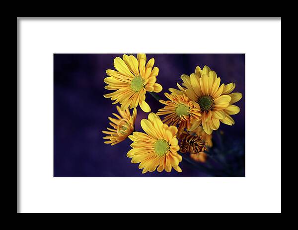 Flowers Framed Print featuring the photograph Mums Yellow Bunch by Vanessa Thomas