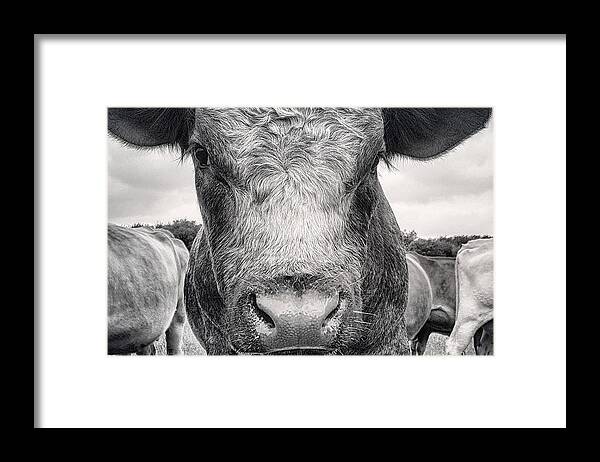 Bull Framed Print featuring the pyrography Muscle Man by Elizabeth N Gregory