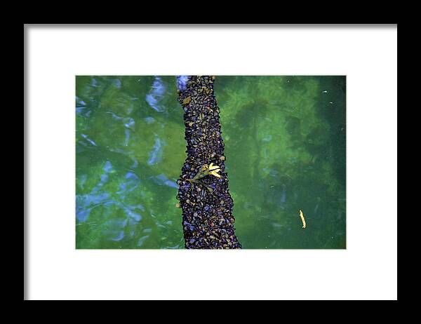 Ocean Framed Print featuring the photograph Muscles Cling to Marine Line by James Cousineau