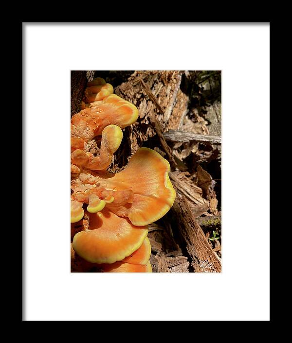  Framed Print featuring the photograph Mushroom by Meta Gatschenberger