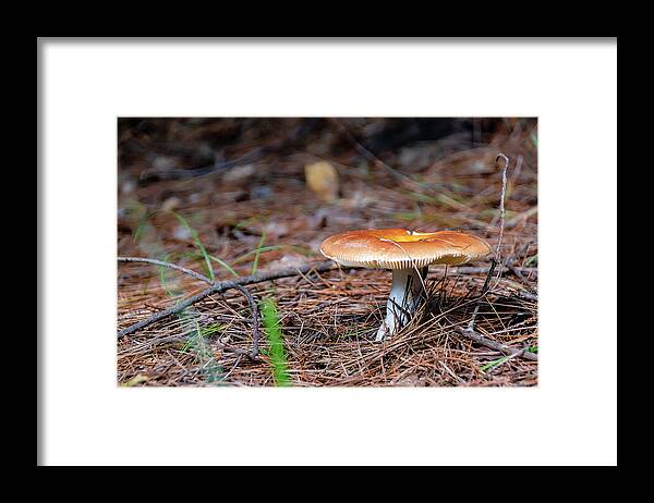 Mushroom Framed Print featuring the photograph Mushroom on a Hiking Trail in Algonquin Park, Ontario by John Twynam