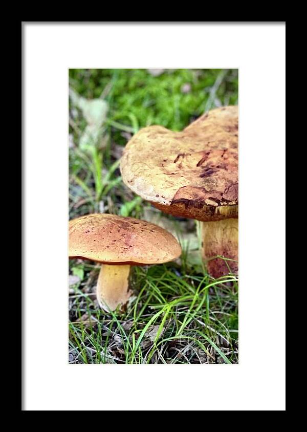 Mushrooms Framed Print featuring the photograph Mushrooms by Deena Withycombe