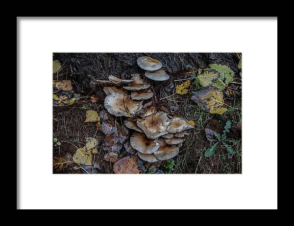 Europe Framed Print featuring the photograph Mushrooms by Eleni Kouri