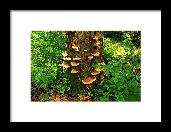 Mushrooms On Nj Appalachian Trail Framed Print featuring the photograph Mushrooms on NJ Appalachian Trail by Raymond Salani III